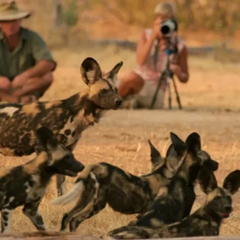 African Wild Dogs in Zimbabwe reserve