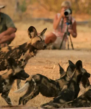 African Wild Dogs in Zimbabwe reserve