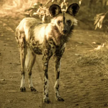 African Wild Dog, Linyanti Savute, Botswana, Africa
