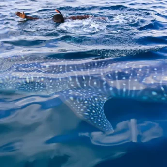 swim shark