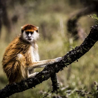 Patas monkey, Uganda wildlife guide