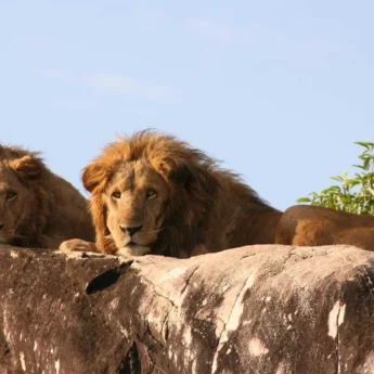 Male lions, Kidepo Valley National Park, Uganda
