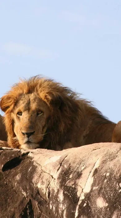 Male lions, Kidepo Valley National Park, Uganda