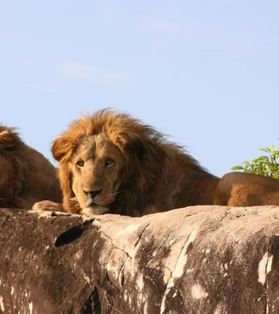 Male lions, Kidepo Valley National Park, Uganda