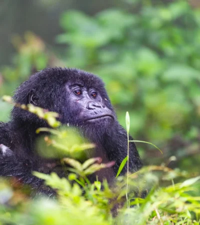 Gorilla spotting, Sabyinyo Silverback Lodge, Rwanda