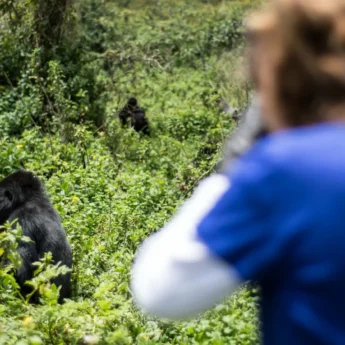Gorilla tracking, Bwindi Impenetrable, Uganda
