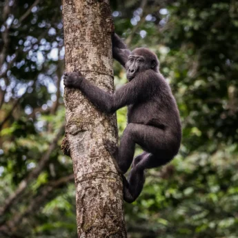 Gorill trekking, Odzala, Republic of Congo, Africa