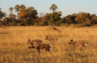 A pack of wild dogs hunt in the gloaming, Botswana - Yellow Zebra Safaris