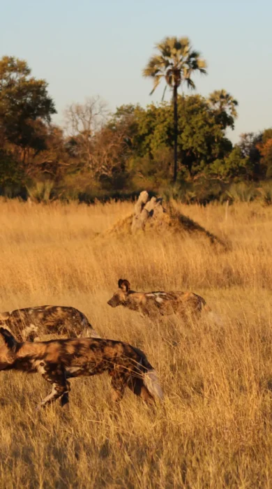 A pack of wild dogs hunt in the gloaming, Botswana - Yellow Zebra Safaris