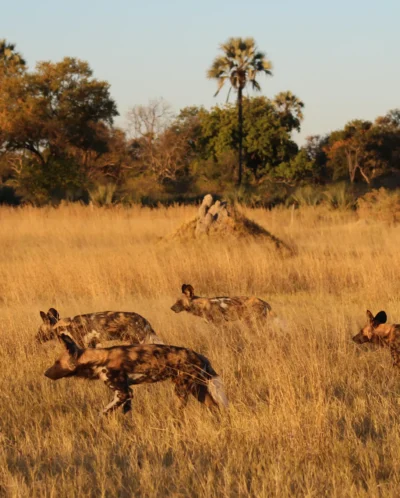 A pack of wild dogs hunt in the gloaming, Botswana - Yellow Zebra Safaris