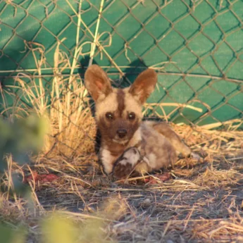 wild dog puppy, relocation and research, botswana