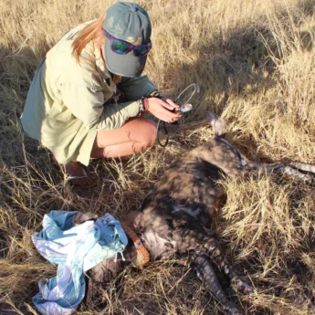 wild dog relocation and rescue, botswana
