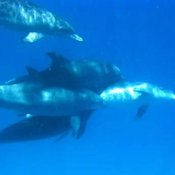 Swimming Dolphins, Zanzibar