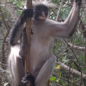 Red Colobus, Unguja Lodge, Zanzibar