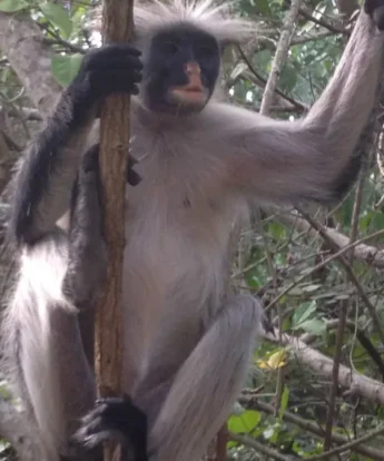 Red Colobus, Unguja Lodge, Zanzibar