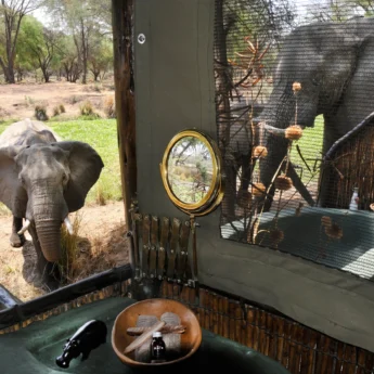 Elephants, Old Mondoro, Lower Zambezi National Park, Zambia