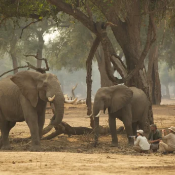 Elephants, Stretch Ferreira Safari Tented Camp, Mana Pools, Zimbabwe