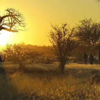 A sunset walking safari amidst acacia trees, Kichaka Lodge, Ruaha National Park, Tanzania - Yellow Zebra Safari
