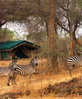 Zebras, Mdonya Old River, Ruaha National Park, Tanzania