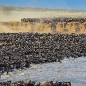 GreatMigrationTanzania