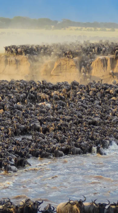 GreatMigrationTanzania