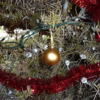 Christmas Tree, African Safari
