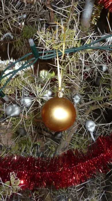 Christmas Tree, African Safari