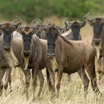 Olakira Camp wildebeest Serengeti
