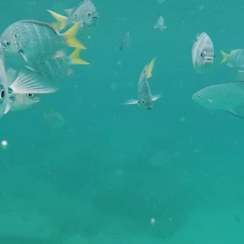 Yellow Fish, Anse Lazio, Praslin Island, Seychelles
