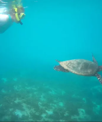 Snorkelling, Bird Island, Seychelles