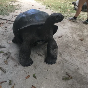 Tortoise, Curieuse Island, Seychelles