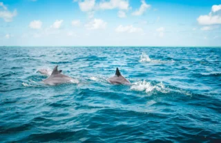 dolphins mauritius