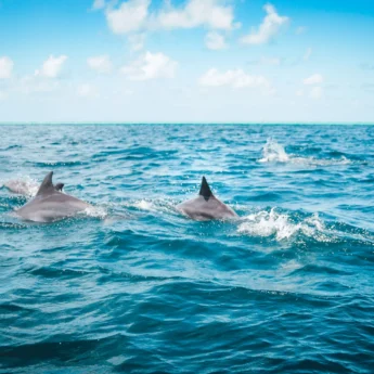 dolphins mauritius