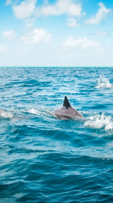 dolphins mauritius