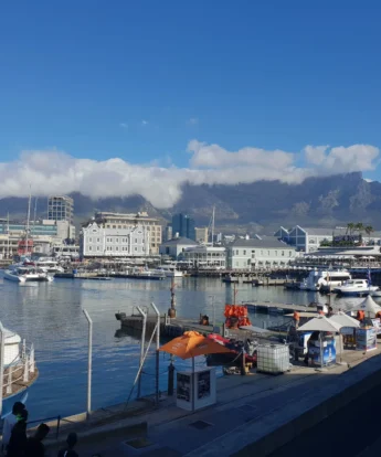 shona cape town v a waterfront yellow zebra safaris