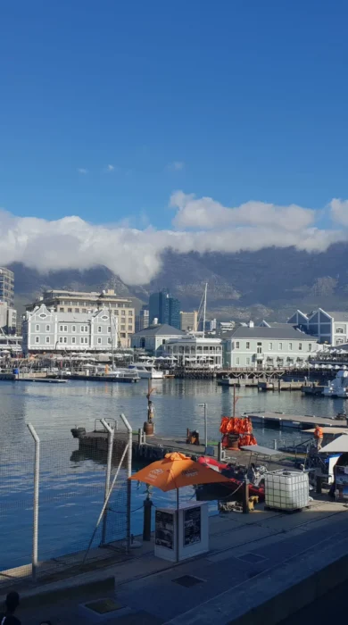 shona cape town v a waterfront yellow zebra safaris
