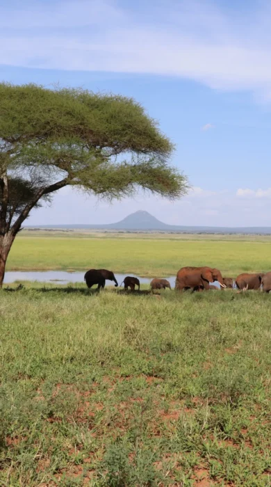 tarangire green season tanzani yellow zebra safaris