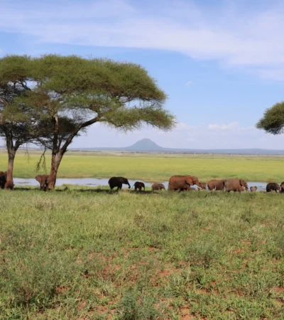 tarangire green season tanzani yellow zebra safaris