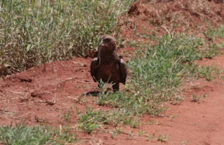 young bateleur tarangire tanzani yellow zebra safaris