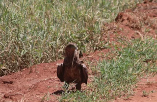young bateleur tarangire tanzani yellow zebra safaris 2