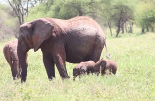 elephants tarangire tanzani yellow zebra safaris