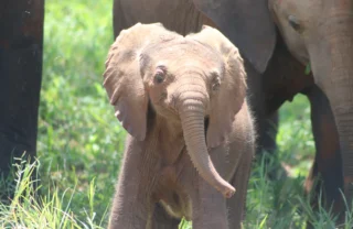 baby elephant tarangire tanzani yellow zebra safaris
