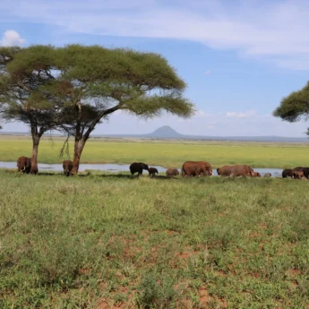view tarangire tanzani yellow zebra safaris