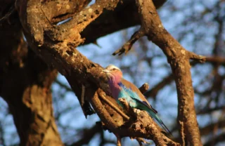 lilac roller tarangire tanzani yellow zebra safaris
