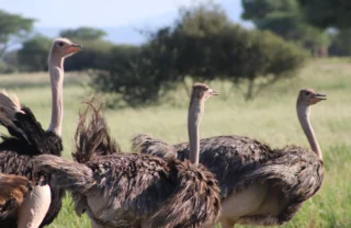 ostrich tarangire tanzani yellow zebra safaris