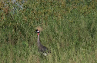 crowned crane tarangire tanzani yellow zebra safaris