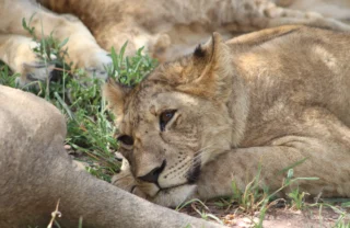lion pride tarangire tanzani yellow zebra safaris