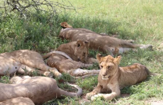 lions tarangire tanzani yellow zebra safaris