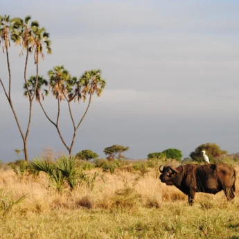 meru national park kenya yellow zebra safaris