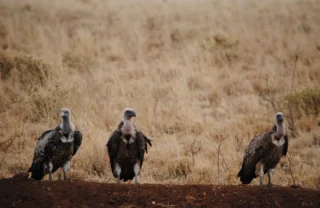 meru national par birdlife4 kenya yellow zebra safaris